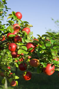 apples-on-a-tree-branch