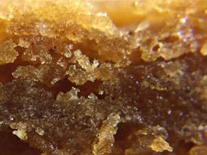 close up cross section of a soft gingerbread cookie