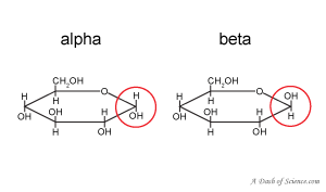 Alpha and beta glucose on A Dash of Science.com
