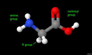 The amino acid glycine on A Dash of Science.com