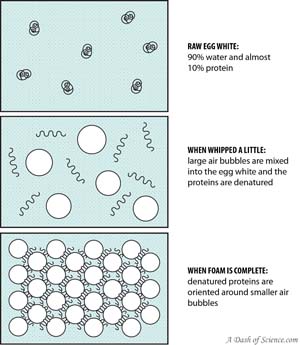 How do egg whites become foam
