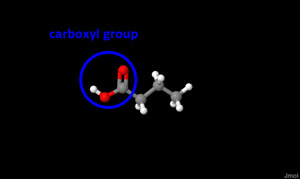 butyric acid carboxyl group from A Dash of Science.com