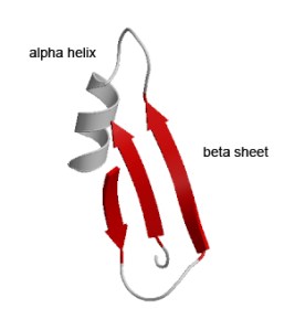alpha helix and beta sheet Alpha helix and beta sheet on A Dash of Science.com