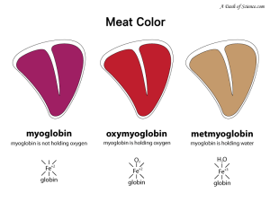 colors of myoglobin