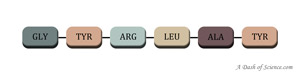amino acid chain Amino Acid Chain on A Dash of Science.com