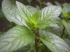 peppermint plant