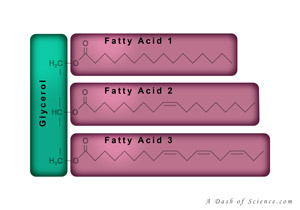 triglyceride diagram from A Dash of Science.com