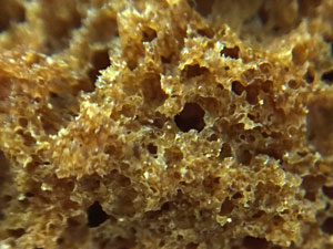 cross section of hard gingerbread cookie